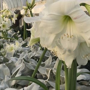 💕💕BUY 3, SAVE 20%💕💕